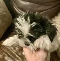 Charlie, a male Shih Tzu and Yorkshire Terrier for sale in Richmond, KS – 5 of 7