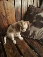 Missy, a female Cavalier King Charles Spaniel for sale in Richmond, KS – 5 of 5