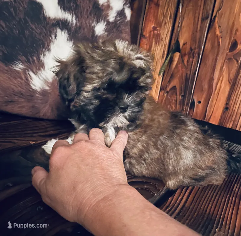 Cheyanne – Shih Tzu, Yorkshire Terrier puppy for sale in Richmond, KS