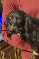 Trixie, a female Miniature Dachshund for sale in Richmond, KS – 4 of 5