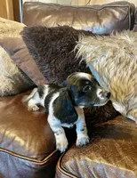 Snoopy, a male Miniature Dachshund for sale in Richmond, KS – Photo 2 of 5