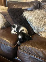 Snoopy, a male Miniature Dachshund for sale in Richmond, KS – Photo 4 of 5