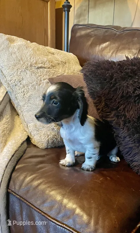 Snoopy – Miniature Dachshund puppy for sale in Richmond, KS