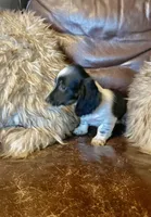 Snoopy, a male Miniature Dachshund for sale in Richmond, KS – Photo 5 of 5