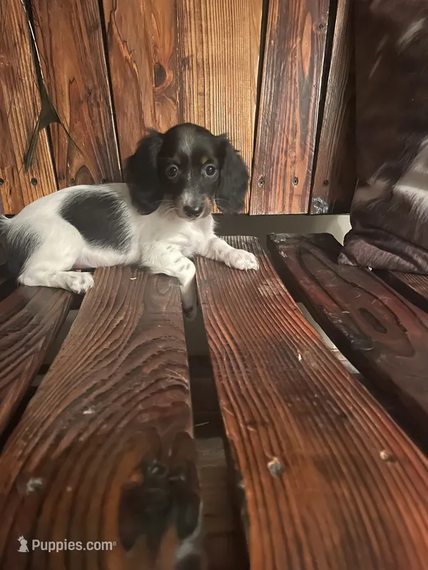 Trixie – Miniature Dachshund puppy for sale in Richmond, KS