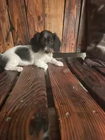 Trixie, a female Miniature Dachshund for sale in Richmond, KS – 1 of 5