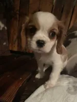 Missy, a female Cavalier King Charles Spaniel for sale in Richmond, KS – 3 of 5
