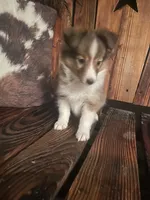 Misty, a female Shetland Sheepdog for sale in Richmond, KS – 2 of 7