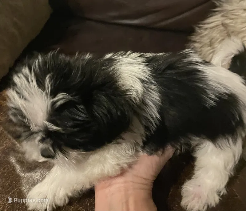 Charlie – Shih Tzu, Yorkshire Terrier puppy for sale in Richmond, KS