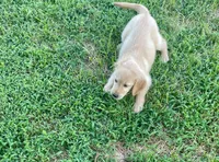 Rambo, a male Golden Retriever for sale in Richmond, KS – 2 of 5