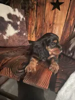Rhett, a male Cavalier King Charles Spaniel for sale in Richmond, KS – 3 of 5