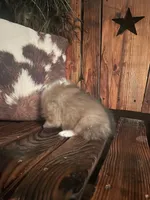 Misty, a female Shetland Sheepdog for sale in Richmond, KS – 3 of 7
