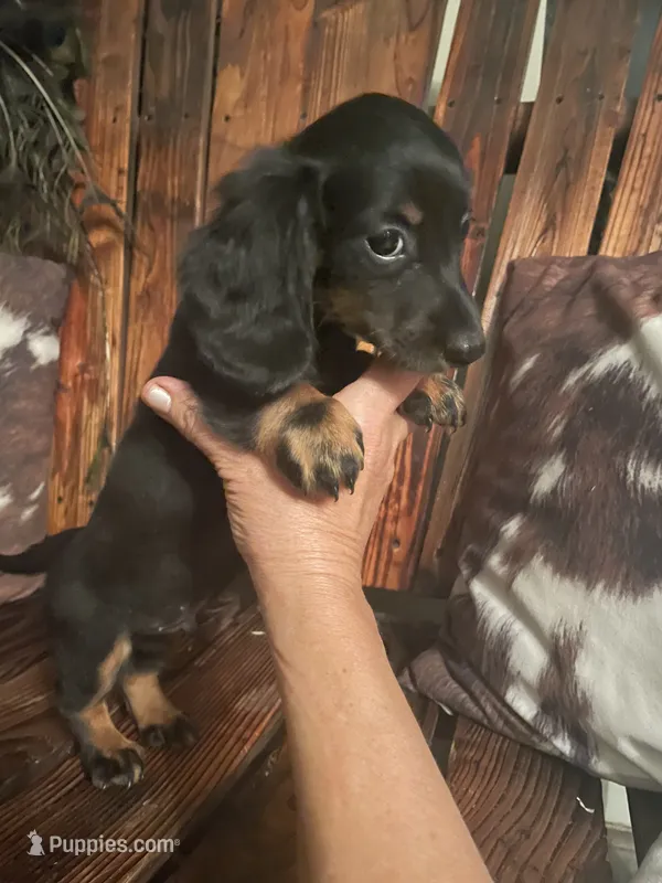 Charlie – Miniature Dachshund puppy for sale in Richmond, KS