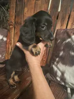 Charlie, a male Miniature Dachshund for sale in Richmond, KS – 1 of 6