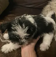 Charlie, a male Shih Tzu and Yorkshire Terrier for sale in Richmond, KS – 2 of 7