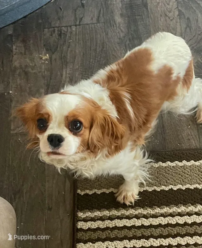 Brandyee, a female Cavalier King Charles Spaniel for sale in Richmond, KS – Photo 1 of 4