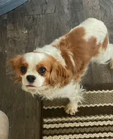 Brandyee, a female Cavalier King Charles Spaniel for sale in Richmond, KS – Photo 1 of 4