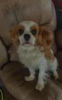 Brandyee, a female Cavalier King Charles Spaniel for sale in Richmond, KS – Photo 3 of 4