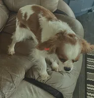 Brandyee, a female Cavalier King Charles Spaniel for sale in Richmond, KS – Photo 4 of 4