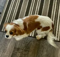 Brandyee, a female Cavalier King Charles Spaniel for sale in Richmond, KS – Photo 2 of 4