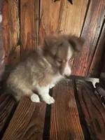 Misty, a female Shetland Sheepdog for sale in Richmond, KS – 4 of 7