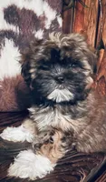 Cheyanne, a female Shih Tzu and Yorkshire Terrier for sale in Richmond, KS – 4 of 8