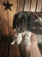 Trixie, a female Miniature Dachshund for sale in Richmond, KS – 2 of 5