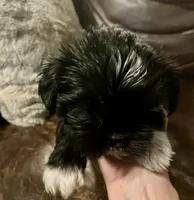 Mindy, a female Shih Tzu and Yorkshire Terrier for sale in Richmond, KS – 3 of 5