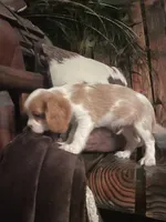 Buddy, a male Cavalier King Charles Spaniel for sale in Richmond, KS – 5 of 5