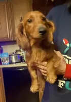 Roscoe, a male Miniature Dachshund for sale in Richmond, KS – 6 of 7