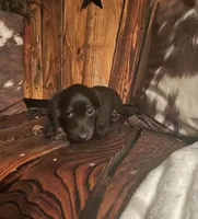Charlie, a male Miniature Dachshund for sale in Richmond, KS – 2 of 6