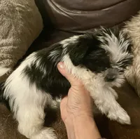 Charlie, a male Shih Tzu and Yorkshire Terrier for sale in Richmond, KS – 3 of 7