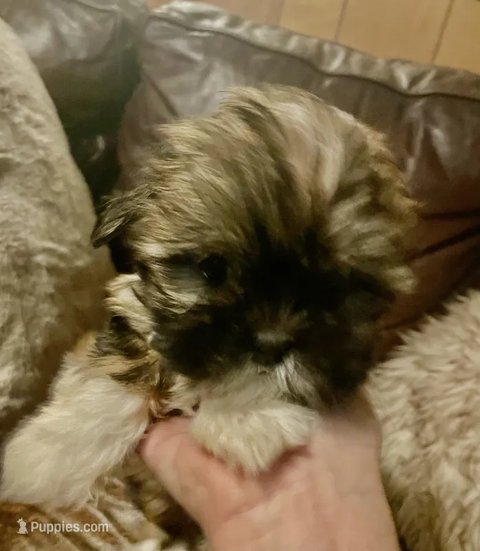 Cheyanne – Shih Tzu, Yorkshire Terrier puppy for sale in Richmond, KS