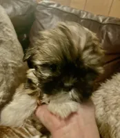 Cheyanne, a female Shih Tzu and Yorkshire Terrier for sale in Richmond, KS – 1 of 6