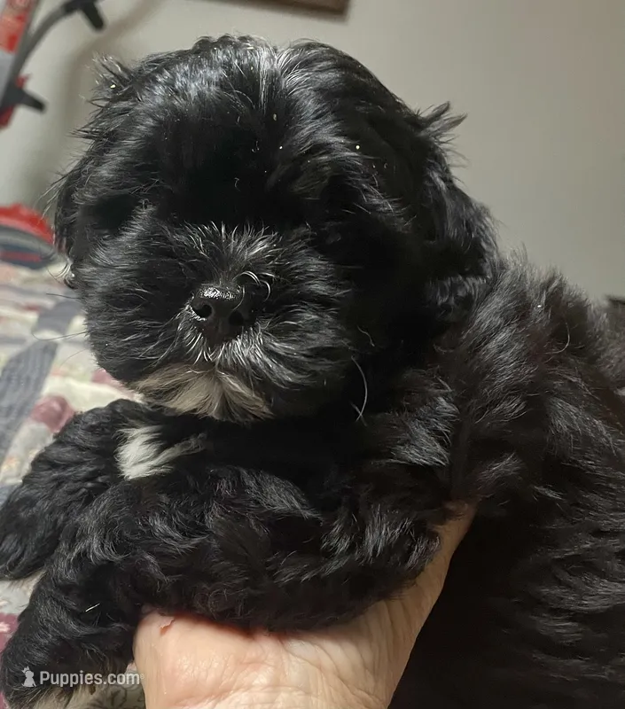 Bear – Shih Tzu, Yorkshire Terrier puppy for sale in Richmond, KS