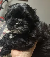 Bear, a male Shih Tzu and Yorkshire Terrier for sale in Richmond, KS – 1 of 5