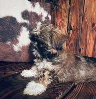 Cheyanne, a female Shih Tzu and Yorkshire Terrier for sale in Richmond, KS – 3 of 8