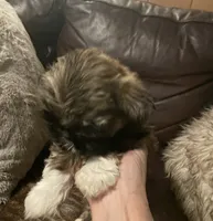 Cheyanne, a female Shih Tzu and Yorkshire Terrier for sale in Richmond, KS – 2 of 6