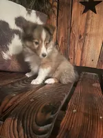 Misty, a female Shetland Sheepdog for sale in Richmond, KS – 5 of 7