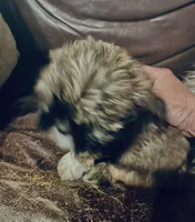 Cheyanne, a female Shih Tzu and Yorkshire Terrier for sale in Richmond, KS – 2 of 6