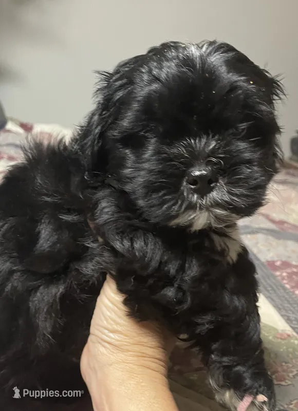 Bear – Shih Tzu, Yorkshire Terrier puppy for sale in Richmond, KS