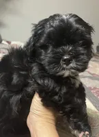 Bear, a male Shih Tzu and Yorkshire Terrier for sale in Richmond, KS – 3 of 5