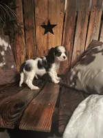 Reggie, a male Cavalier King Charles Spaniel for sale in Richmond, KS – 3 of 5