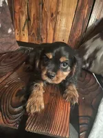 Rhett, a male Cavalier King Charles Spaniel for sale in Richmond, KS – 4 of 5