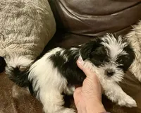 Charlie, a male Shih Tzu and Yorkshire Terrier for sale in Richmond, KS – 4 of 7