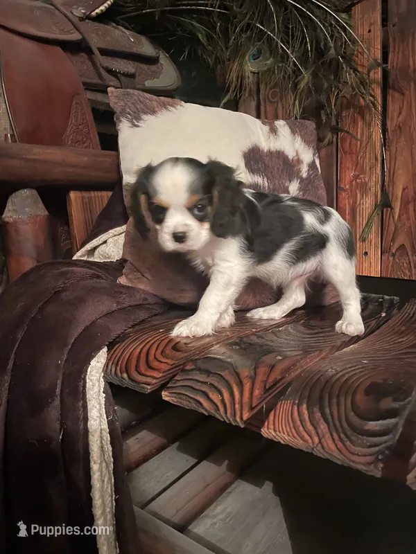 Reggie – Cavalier King Charles Spaniel puppy for sale in Richmond, KS