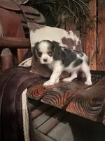 Reggie, a male Cavalier King Charles Spaniel for sale in Richmond, KS – 1 of 5