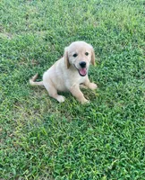 Rambo, a male Golden Retriever for sale in Richmond, KS – 3 of 5