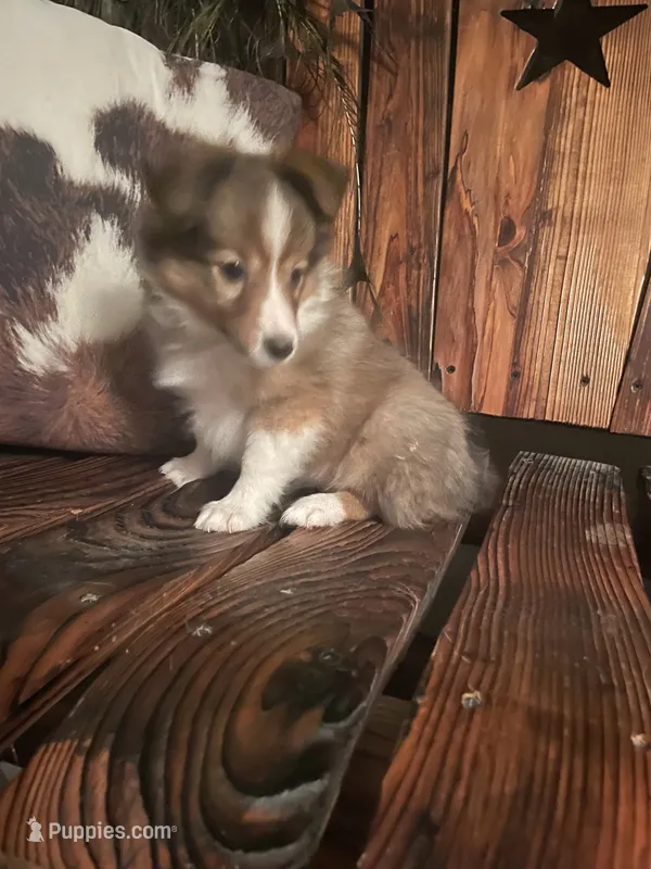 Misty – Shetland Sheepdog puppy for sale in Richmond, KS