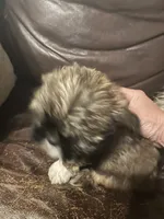 Cheyanne, a female Shih Tzu and Yorkshire Terrier for sale in Richmond, KS – 4 of 6